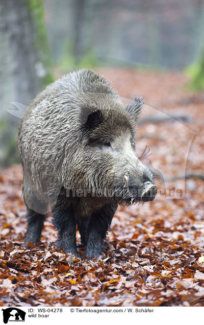 Wildschwein / wild boar / WS-04278