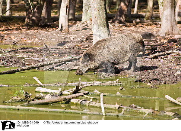 Wildschwein / wild boar / MBS-04549