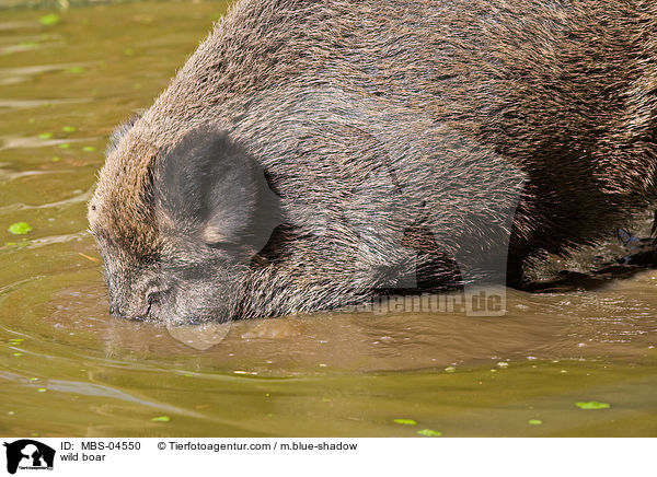 Wildschwein / wild boar / MBS-04550