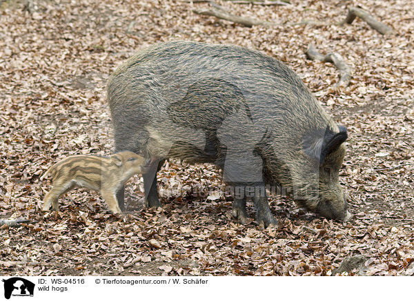 Wildschweine / wild hogs / WS-04516