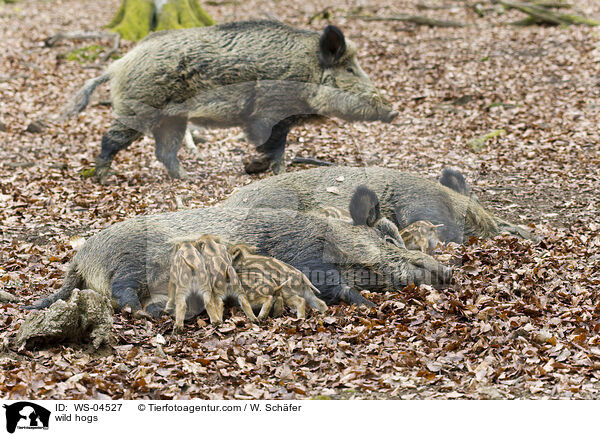 Wildschweine / wild hogs / WS-04527
