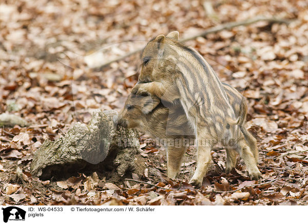 Frischlinge / piglets / WS-04533