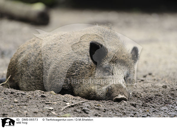 Wildschwein / wild hog / DMS-06573
