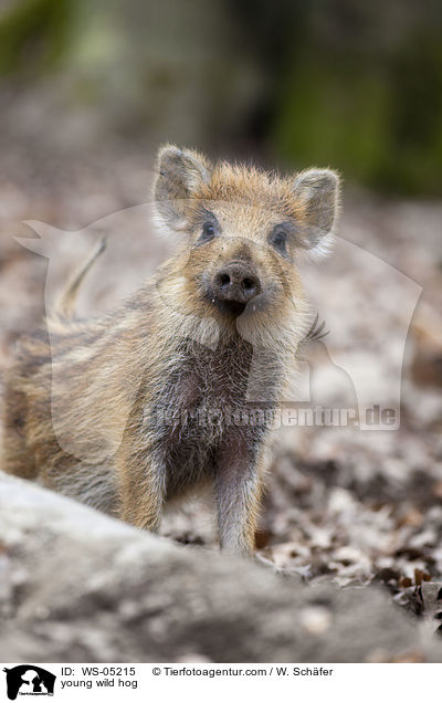 young wild hog / WS-05215