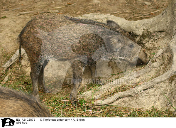 Wildschwein / wild hog / AB-02876