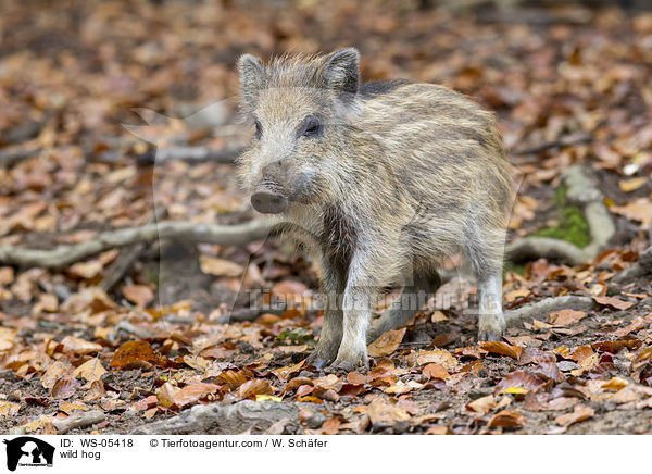wild hog / WS-05418