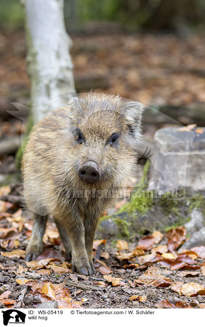 Wildschwein / wild hog / WS-05419