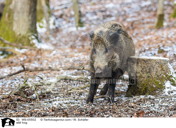 Wildschwein / wild hog / WS-05502