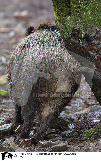 Wildschwein / wild hog / AVD-03166
