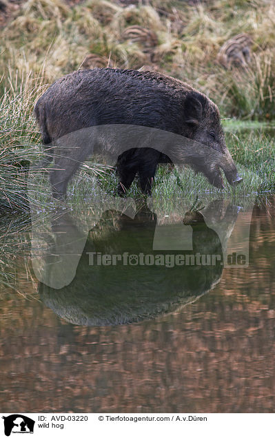 Wildschwein / wild hog / AVD-03220