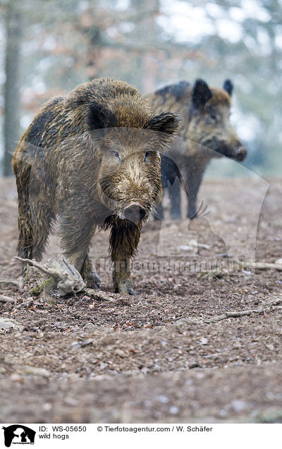 wild hogs / WS-05650