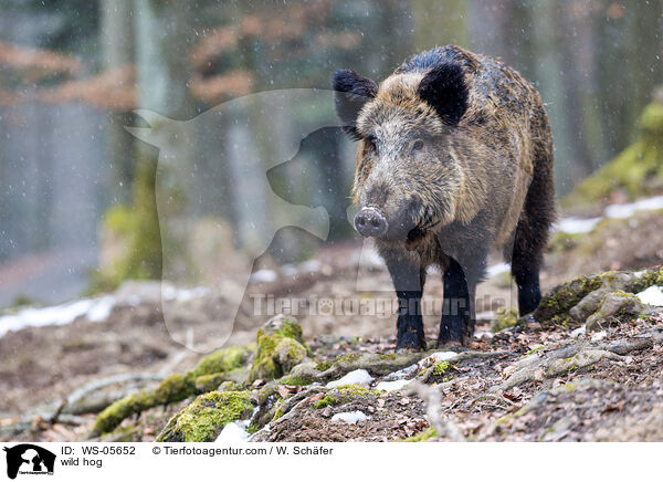wild hog / WS-05652