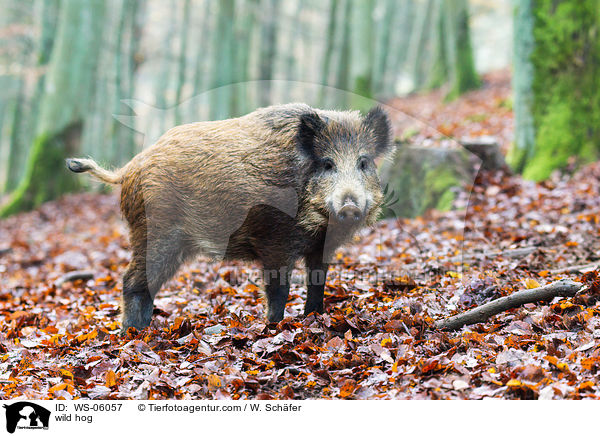 wild hog / WS-06057