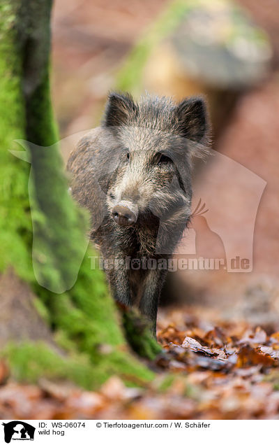 wild hog / WS-06074