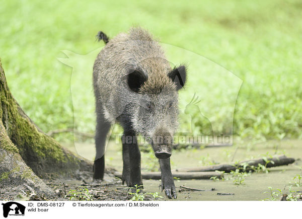 Wildschwein / wild boar / DMS-08127