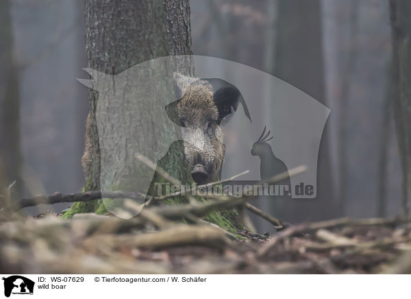 Wildschwein / wild boar / WS-07629