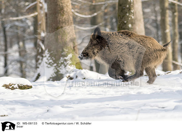 Wildschwein / boar / WS-08133