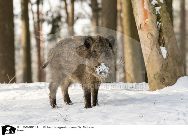 Wildschwein / boar / WS-08134