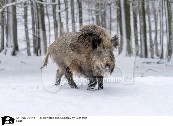 Wildschwein / boar / WS-08145