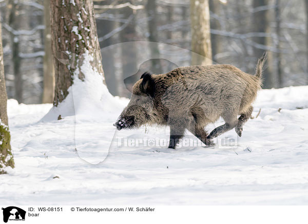 Wildschwein / boar / WS-08151