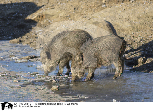 Wildschweine am Wasser / wild boars at the water / PW-06618