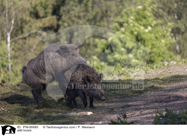 Wildschweine / wild boars / PW-06680