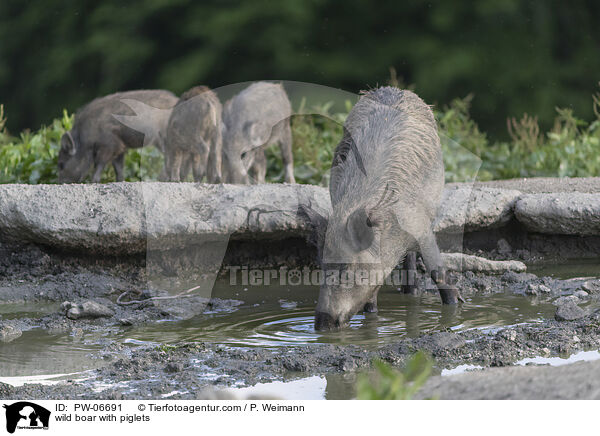 Wildschwein Bache mit Jungen / wild boar with piglets / PW-06691