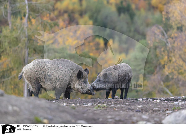 Wildschweine / wild boars / PW-06875
