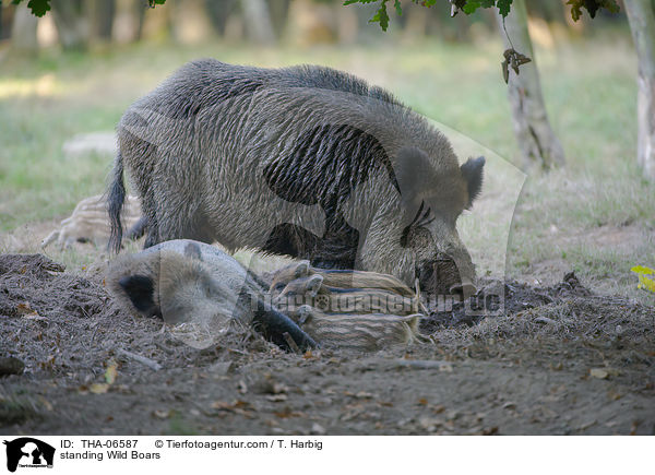 stehende Wildschweine / standing Wild Boars / THA-06587