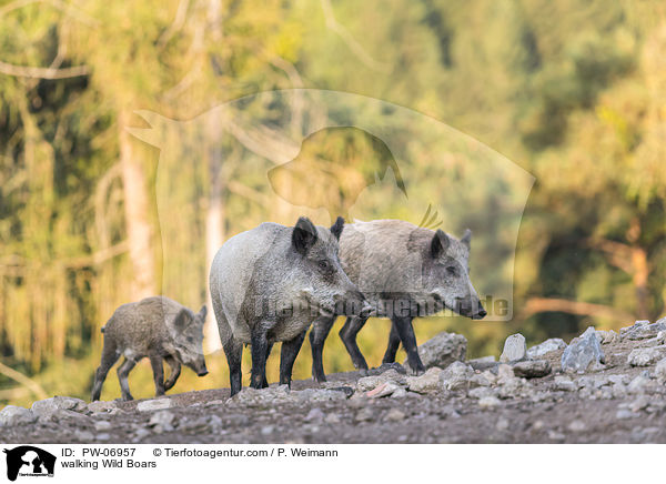 laufende Wildschweine / walking Wild Boars / PW-06957
