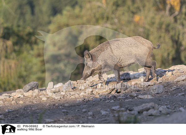 laufendes Wildschwein / walking Wild Boar / PW-06982