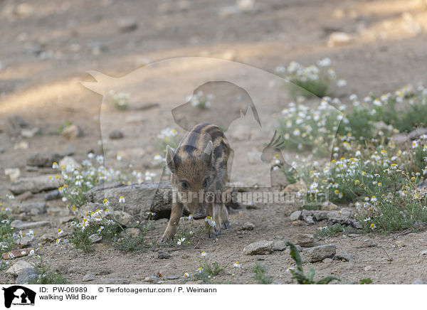 laufendes Wildschwein / walking Wild Boar / PW-06989