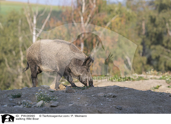 laufendes Wildschwein / walking Wild Boar / PW-06990