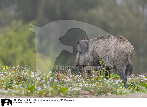 stehendes Wildschwein / standing Wild Boar / PW-07024
