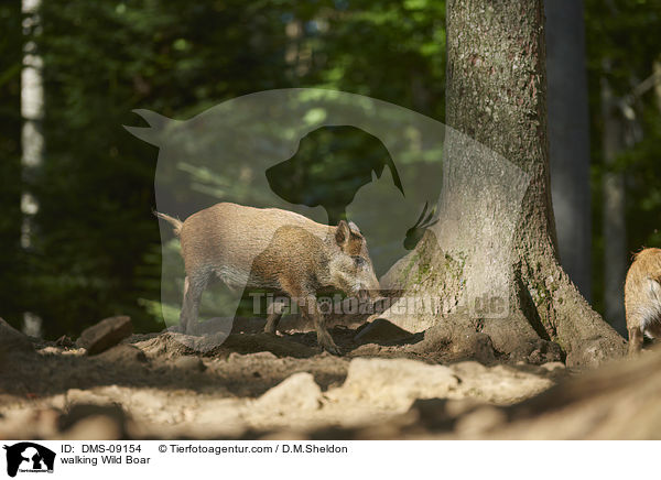 laufendes Wildschwein / walking Wild Boar / DMS-09154