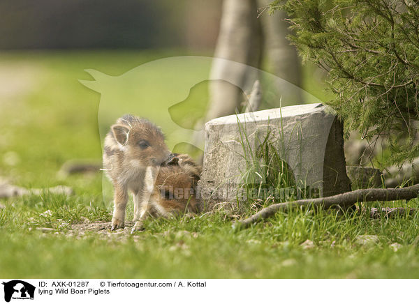 liegende Wildschwein Ferkel / lying Wild Boar Piglets / AXK-01287