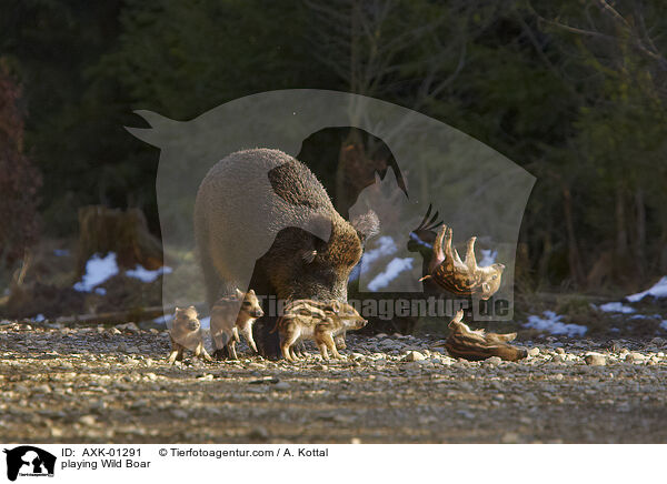 spielende Wildschwein / playing Wild Boar / AXK-01291