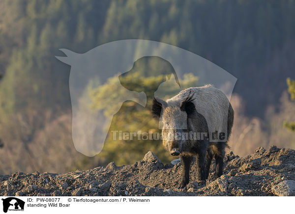 stehendes Wildschwein / standing Wild Boar / PW-08077