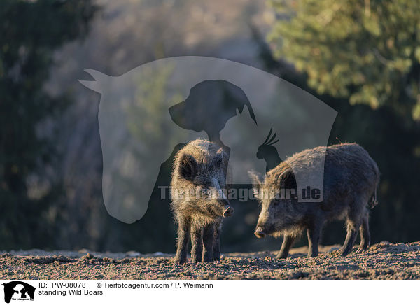 stehende Wildschweine / standing Wild Boars / PW-08078