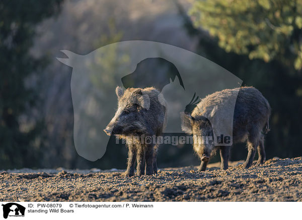 stehende Wildschweine / standing Wild Boars / PW-08079