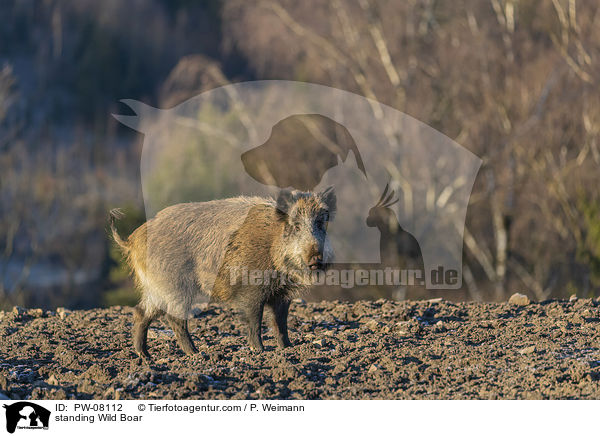 stehendes Wildschwein / standing Wild Boar / PW-08112