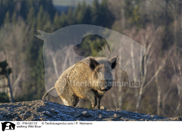 laufendes Wildschwein / walking Wild Boar / PW-08115