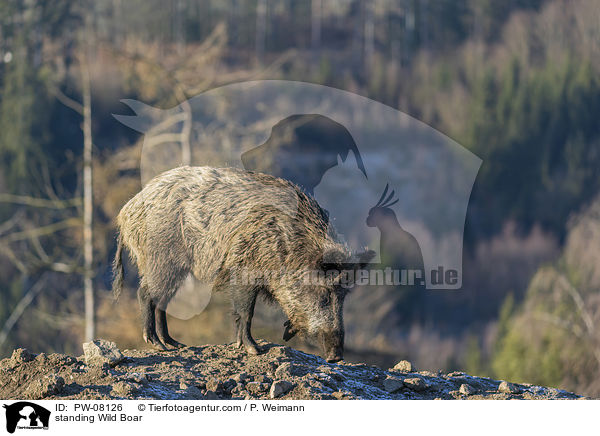 stehendes Wildschwein / standing Wild Boar / PW-08126