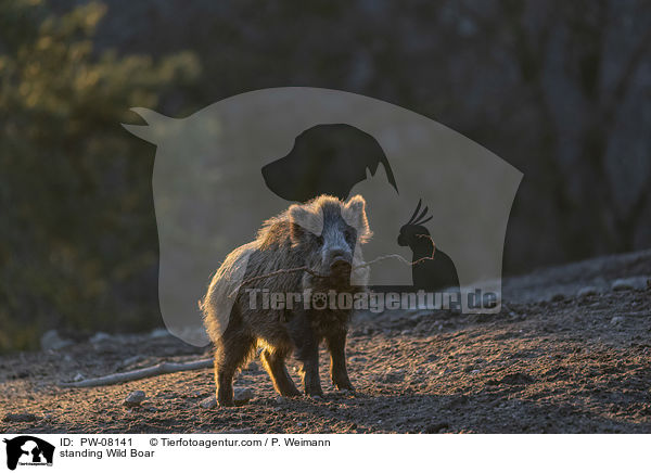 stehendes Wildschwein / standing Wild Boar / PW-08141