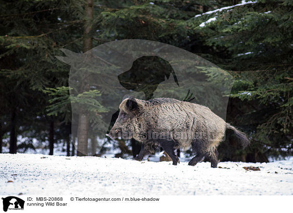 rennendes Wildschwein / running Wild Boar / MBS-20868