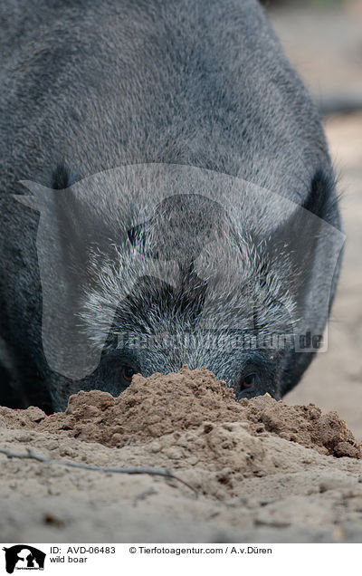 Wildschwein / wild boar / AVD-06483