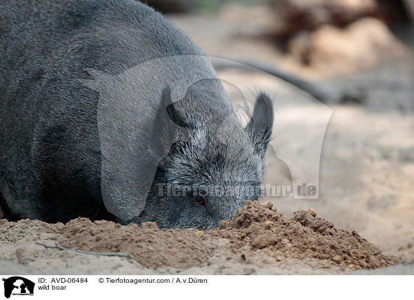 Wildschwein / wild boar / AVD-06484