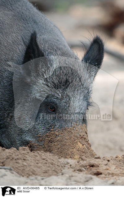 Wildschwein / wild boar / AVD-06485