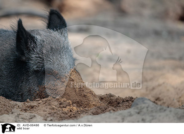 Wildschwein / wild boar / AVD-06486