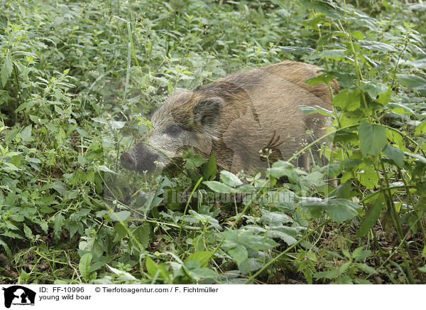 junges Wildschwein / young wild boar / FF-10996